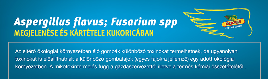 Aspergillus flavus és a Fusarium spp