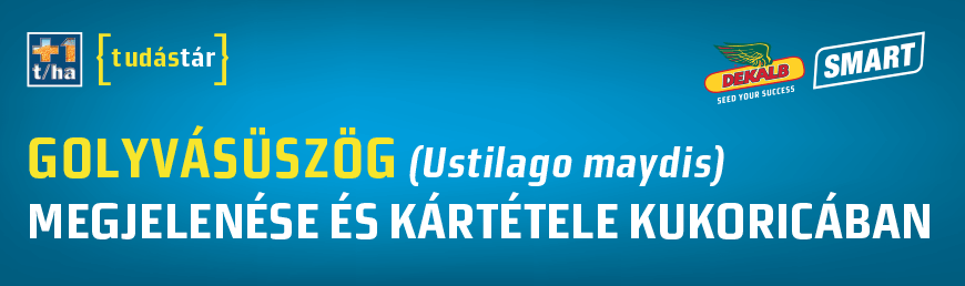 Golyvásüszög (Ustilago maydis) MEGJELENÉSE ÉS KÁRTÉTELE KUKORICÁBAN