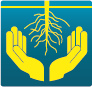 Gyökérgolyva-rezisztencia Gyökérgolyva-rezisztencia